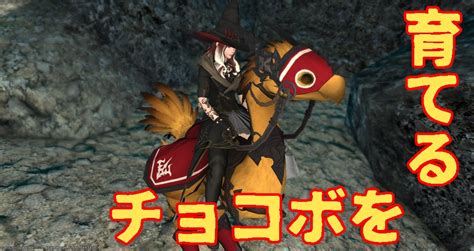 【FF14】バディチョコボ育成のススメ！育成法から染色方法まで.